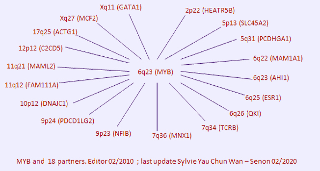 MYB partners